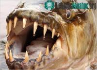 Ảnh Hãi hùng với "quái vật nước ngọt" dưới lòng sông