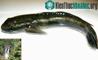Ảnh Phát hiện loài cá bống “bơi” ngược thác nước