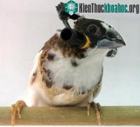 Ảnh Loài chim học hót như thế nào?