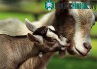 Ảnh Gia súc tại Mỹ mất tai hàng loạt