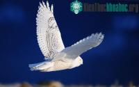 Ảnh Giải mã khả năng bay “tàng hình” ở cú