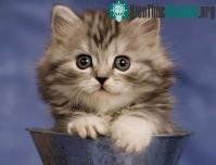 Ảnh Vì sao mèo tìm được đường về nhà?