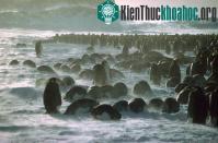 Ảnh Mô hình đám đông chim cánh cụt tụ tập để chia sẻ hơi ấm