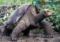 Ảnh Rùa George quá cố vẫn còn họ hàng