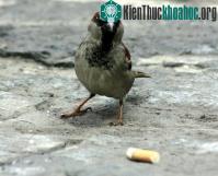 Ảnh Thuốc lá giúp chim đuổi những kẻ ăn bám
