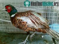 Ảnh Nhân giống thành công giống chim trĩ đỏ ở Hà Tĩnh