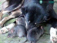 Ảnh Chó làm "bảo mẫu" cho đàn chuột cống