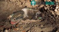 Ảnh Vì sao rồng Komodo cái “đoản mệnh” hơn con đực?