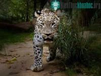 Ảnh Vì sao nhiều loài dã thú thích máu người?