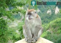 Ảnh Cách thức não động vật linh trưởng "nhìn" thế giới