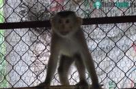 Ảnh Cứu hộ khỉ đuôi lợn