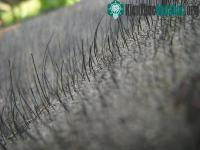Ảnh Phát hiện công dụng kỳ lạ của lông voi