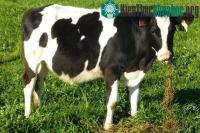 Ảnh Bò biến đổi gene tạo sữa an toàn hơn