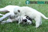 Ảnh Sư tử trắng quý hiếm nhận chó làm cha