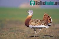 Ảnh Những kỷ lục kỳ lạ về các loài chim
