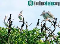 Ảnh Vườn chim Bạc Liêu xuất hiện nhiều loại quý hiếm