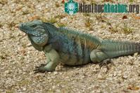 Ảnh Bài học từ việc bảo tồn loài cự đà xanh