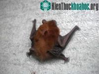 Ảnh Kẻ khổng lồ giữa các loài dơi muỗi