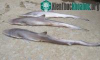 Ảnh Thanh Hóa: Ngư dân bắt được 3 con cá mập gần bờ