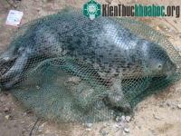 Ảnh Người dân Quảng Bình bắt được hải cẩu