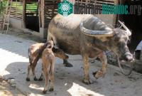 Ảnh Xôn xao trâu mẹ sinh 2 con nghé