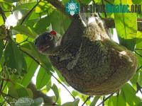 Ảnh Vượn cáo Colugo tiêu hao nhiều năng lượng hơn khi ‘bay lượn’ trong không khí
