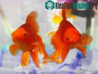 Ảnh Cá vàng sống sót sau hơn 4 tháng không ăn