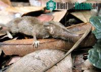 Ảnh Phát hiện loài chuột chù răng trắng mới