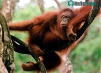 Ảnh Nguy cơ dịch bệnh từ buôn bán động vật hoang dã