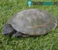 Ảnh Phát hiện sự pha trộn gen ở loài rùa sông Trung Mỹ