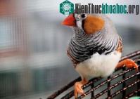 Ảnh Chim sử dụng mùi hương để quyến rũ bạn tình