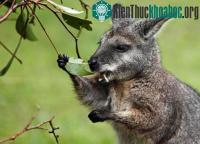 Ảnh Tại sao Wallaby không thải khí Methane?