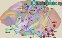 Ảnh Phát hiện mới về bộ não của động vật linh trưởng