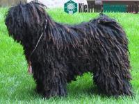 Ảnh 10 loài chó kỳ lạ nhất hành tinh