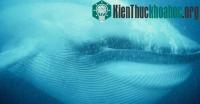 Ảnh Những động vật đang “đối mặt” với nguy cơ tuyệt chủng