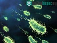 Ảnh Xác định động vật ăn cỏ, ăn thịt thông qua vi khuẩn đường ruột