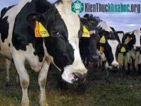 Ảnh Hàn Quốc nhân bản bò cái bằng kỹ thuật đông lạnh