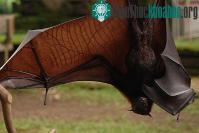 Ảnh Loài dơi Indonesia đối mặt với nguy cơ tuyệt chủng