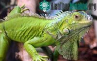 Ảnh Thế giới động vật, những điều ít biết (II)