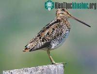 Ảnh Chim chịu gian khổ giỏi nhất: Bay nghìn dặm, không ăn uống