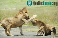 Ảnh Sư tử con liều mình cãi lại bố bênh mẹ