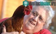 Ảnh Gà mái đột nhiên chuyển giới
