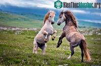 Ảnh Đẹp: Những trận đấu trước giao phối của loài ngựa