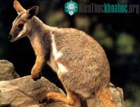 Ảnh 45 loài sinh vật ở Australia có nguy cơ tuyệt chủng