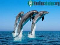 Ảnh Cá heo "chế biến" thức ăn như đầu bếp