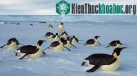 Ảnh Chim cánh cụt đảo Hoàng Đế biến mất