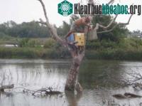 Ảnh Xem chim lạ mặt khỉ ở Trà Vinh