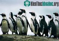 Ảnh Bảo tồn gen chim cánh cụt Nam Phi