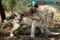 Ảnh Kevin Richardson - Người bạn thân thiết của sư tử châu Phi