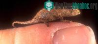 Ảnh Phát hiện loài tắc kè hoa tí hon dài 2,5 cm